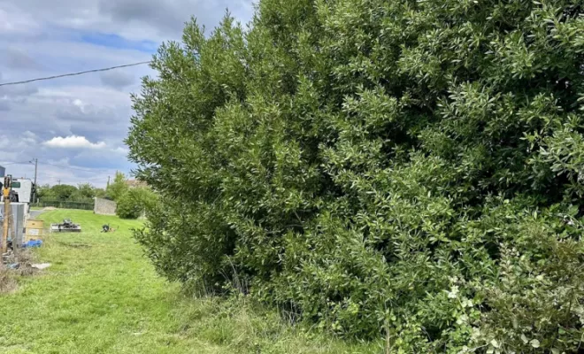 Débroussaillage, Meschers-sur-Gironde, ROBERT TRAVAUX PUBLICS